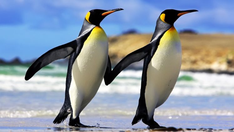 penguins, Couple HD Wallpaper Desktop Background