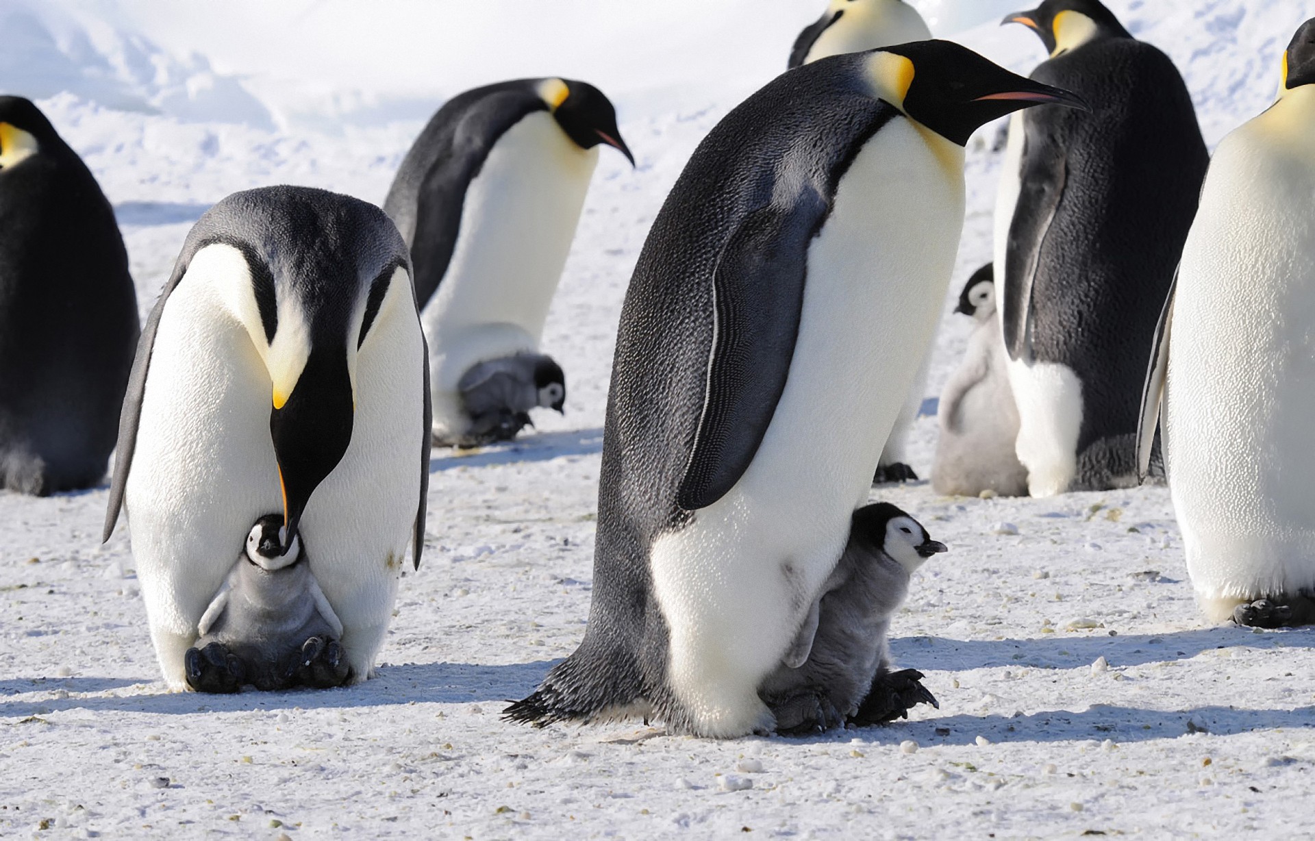 penguins Wallpaper