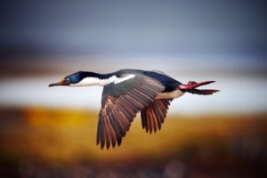 flying, Birds, Ducks, Blurred, Background