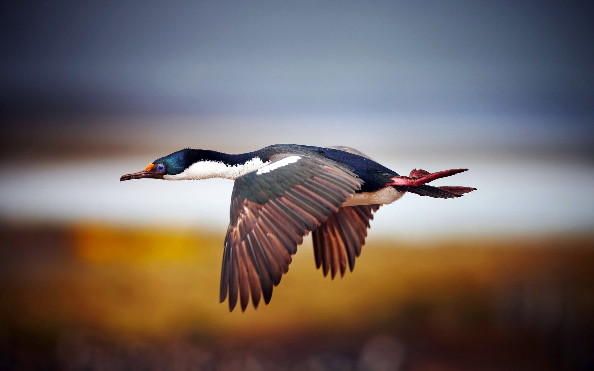 flying, Birds, Ducks, Blurred, Background Wallpaper