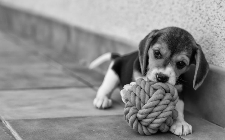 beagle, Dog, Puppy, Baby Wallpapers HD / Desktop and Mobile Backgrounds