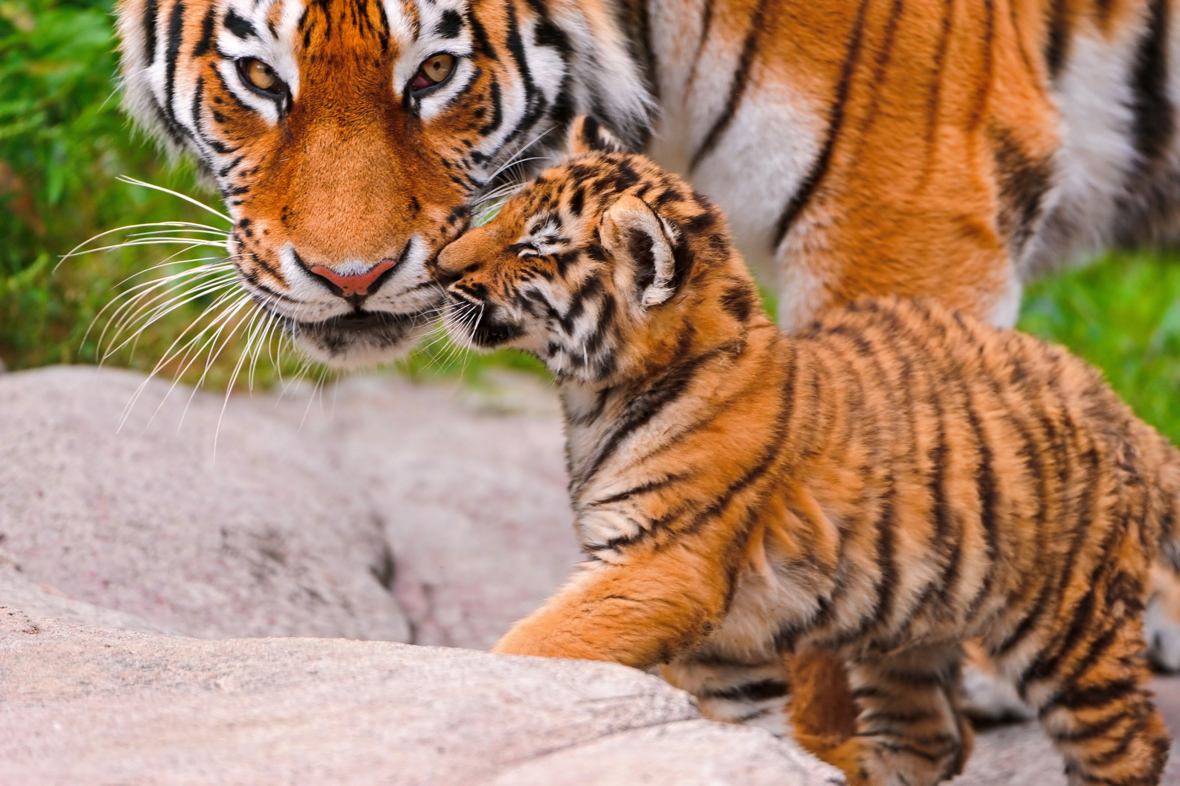big, Cat, Animal, Tiger, Baby Wallpaper