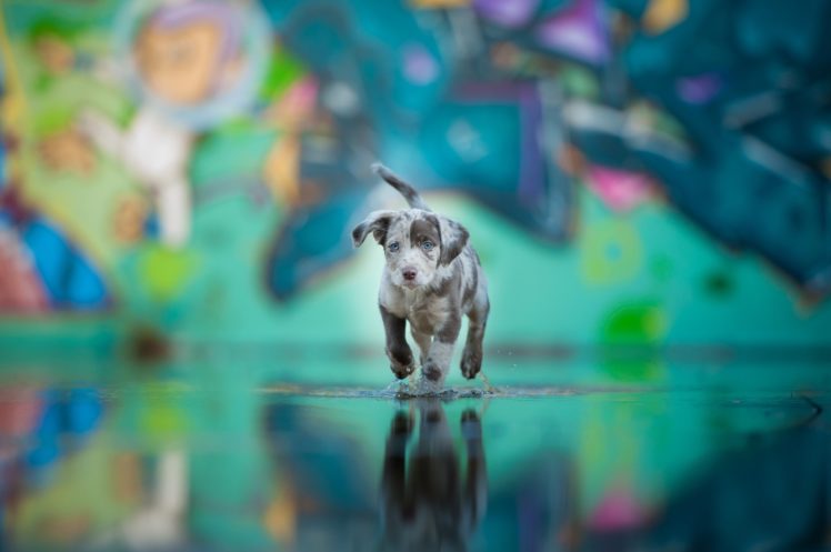dog, Water, Blue, Eyes, Puppy, Baby HD Wallpaper Desktop Background