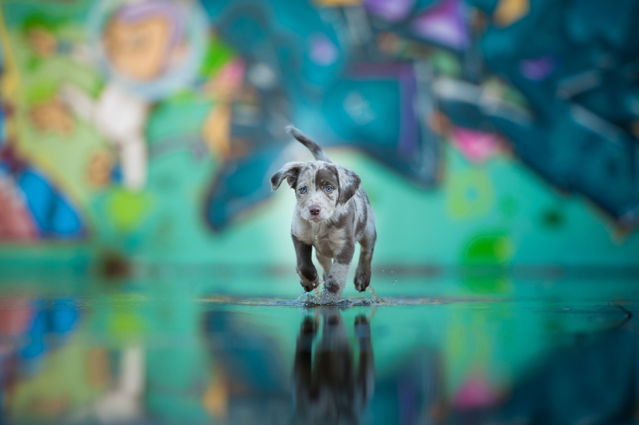 dog, Water, Blue, Eyes, Puppy, Baby Wallpaper