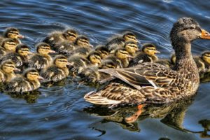 duck, Ducklings, Brood, Baby