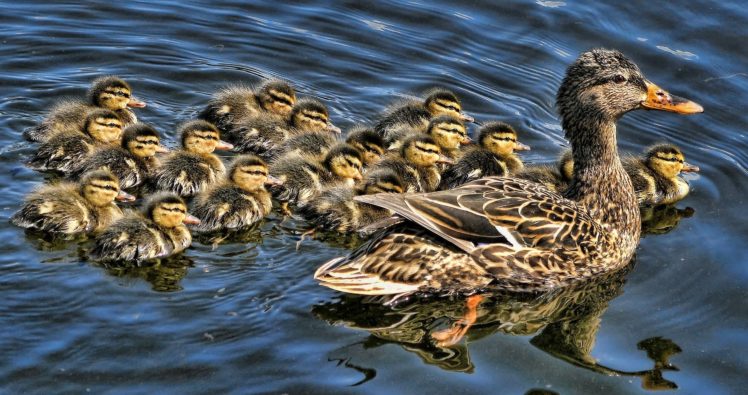 duck, Ducklings, Brood, Baby HD Wallpaper Desktop Background