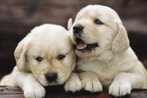 puppy, Babies, Cute, Dogs