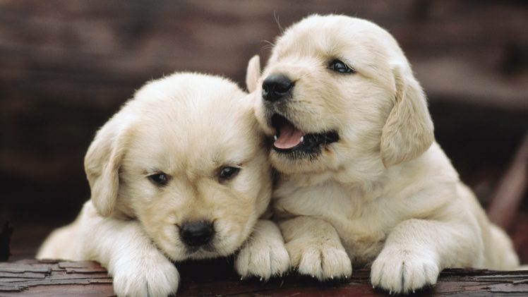 puppy, Babies, Cute, Dogs HD Wallpaper Desktop Background