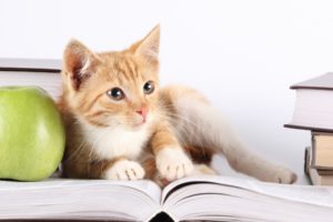 kitten, Red, Book, Apple, Cat, Baby