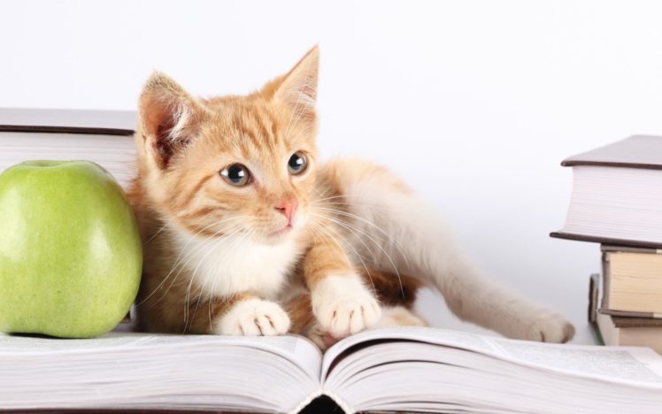 kitten, Red, Book, Apple, Cat, Baby HD Wallpaper Desktop Background
