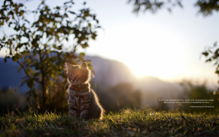 sunlight, Kittens, Cats, Babies, Cute HD Wallpaper Desktop Background