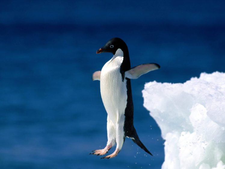animals, Penguins HD Wallpaper Desktop Background