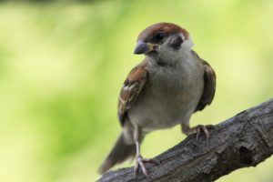 birds, Sparrow