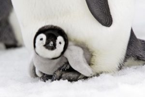 penguin, Baby, Birds, Snow, Winter