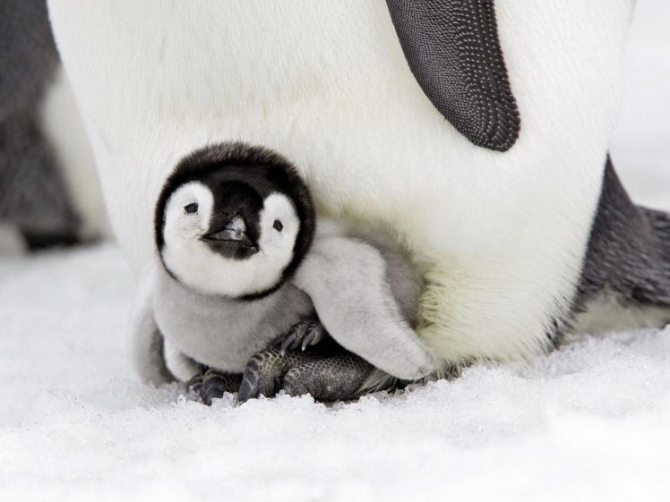 penguin, Baby, Birds, Snow, Winter HD Wallpaper Desktop Background