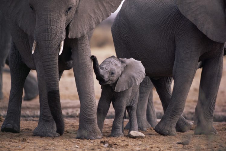 little, Elephant, Baby, Animal HD Wallpaper Desktop Background