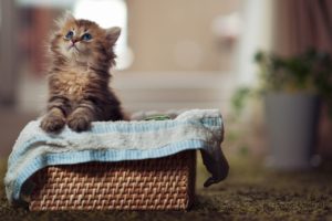 cats, Animals, Baskets, Cute