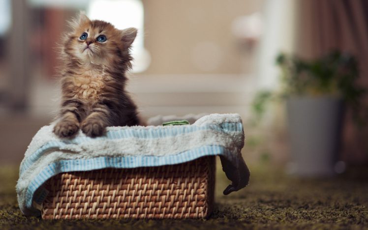 cats, Animals, Baskets, Cute HD Wallpaper Desktop Background