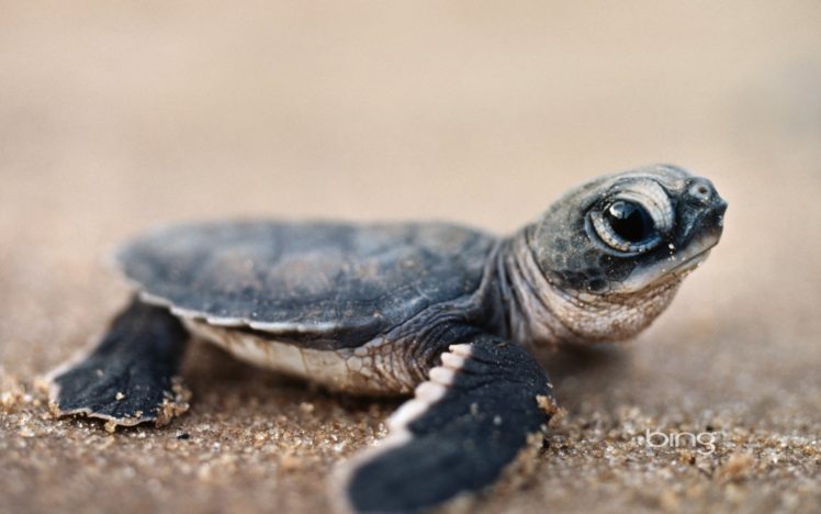 sand, Animals, Turtles HD Wallpaper Desktop Background