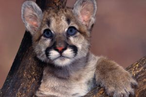 cougar, Puma, Blue, Eyes, Cute, Baby, Animal