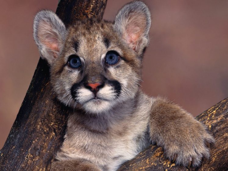 cougar, Puma, Blue, Eyes, Cute, Baby, Animal HD Wallpaper Desktop Background