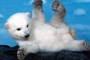 polar, Bear, Baby, Animals