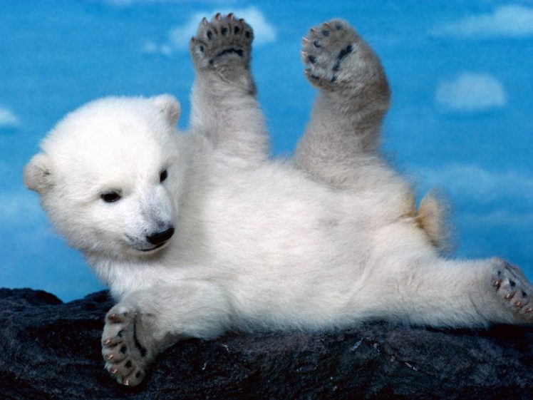 polar, Bear, Baby, Animals HD Wallpaper Desktop Background