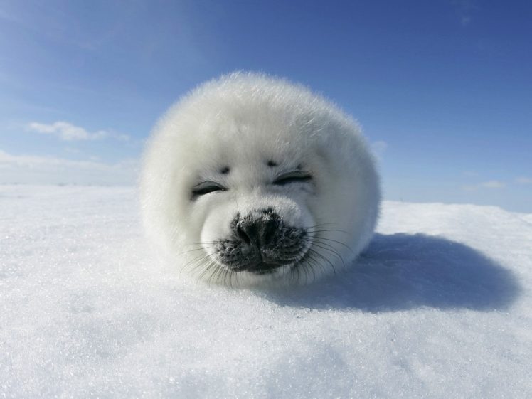 baby, Animals, Harp, Seal, Snow HD Wallpaper Desktop Background