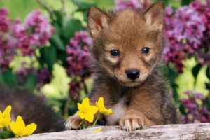 coyote, Pup, Flower, Baby, Animals