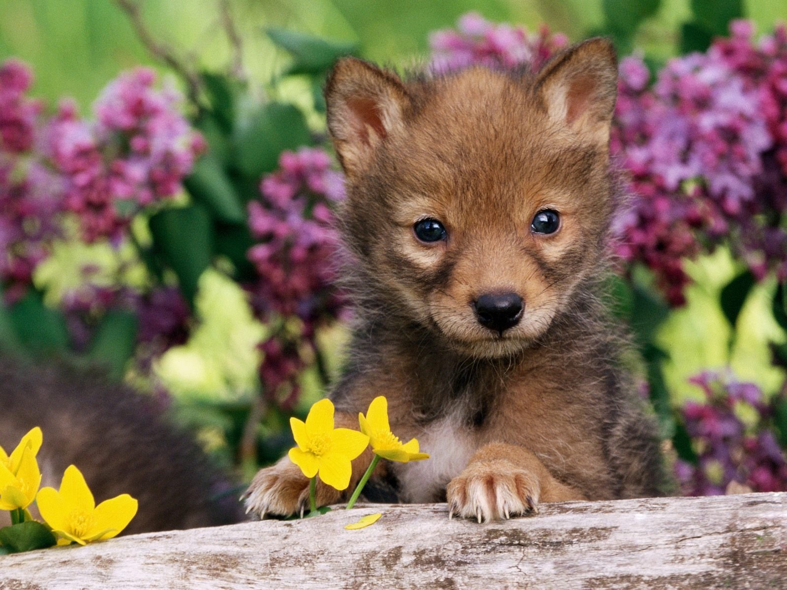 coyote, Pup, Flower, Baby, Animals Wallpaper