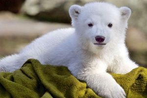baby, Animals, Polar, Bears