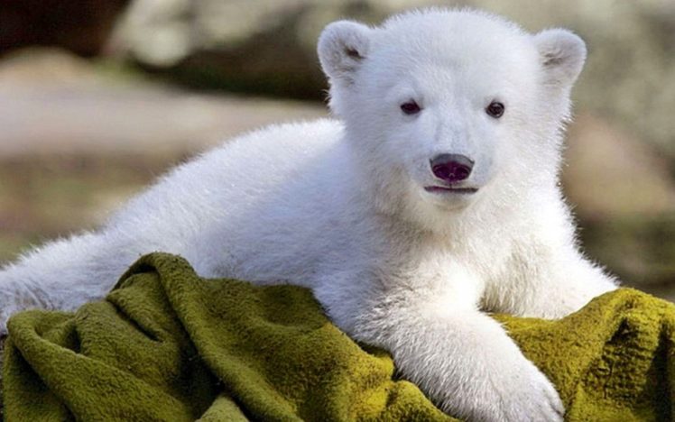 baby, Animals, Polar, Bears HD Wallpaper Desktop Background