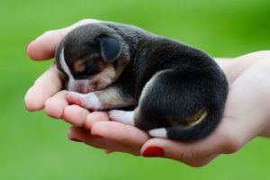 puppy, In, Hand, Baby, Animals