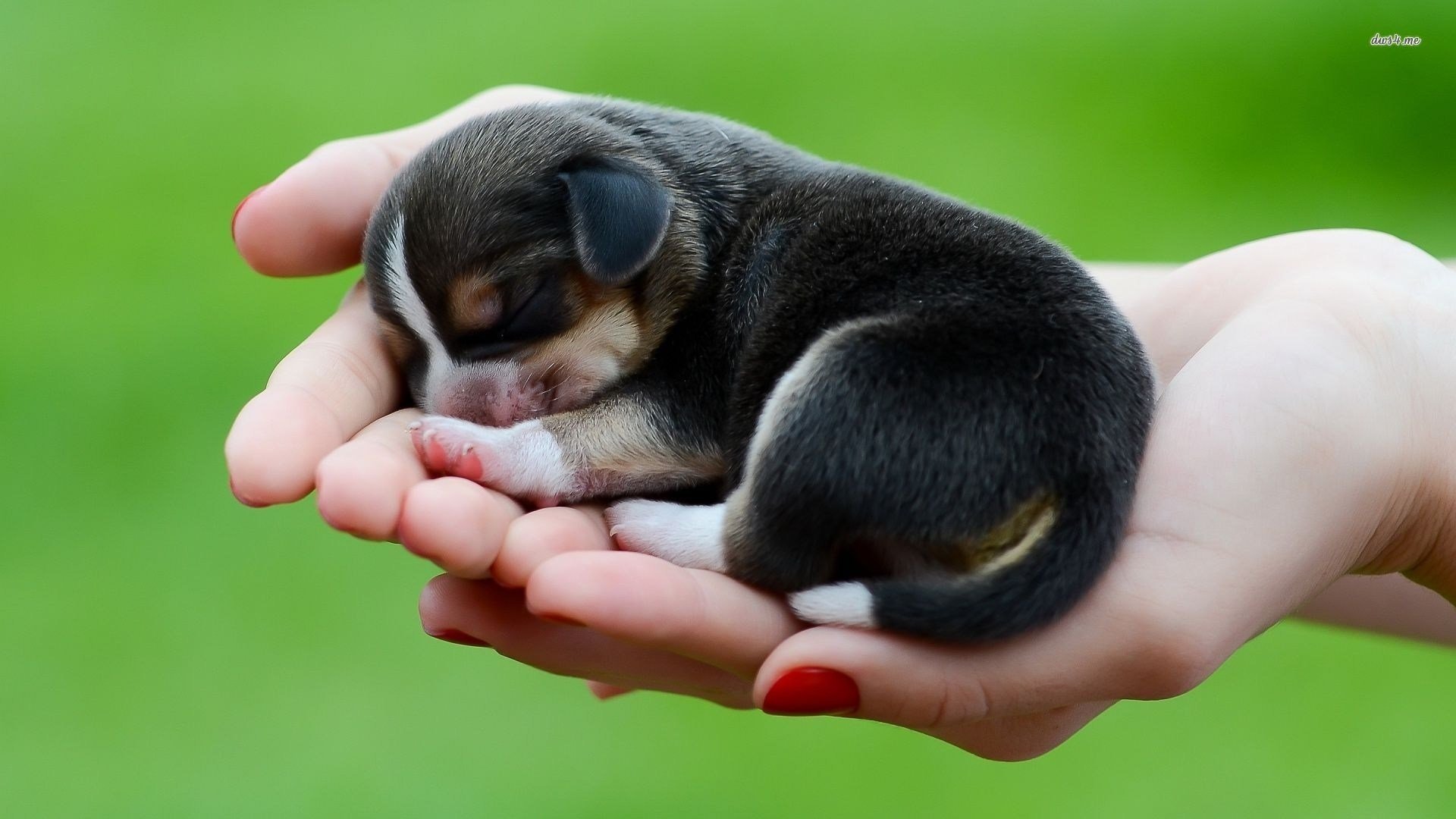 puppy, In, Hand, Baby, Animals Wallpaper
