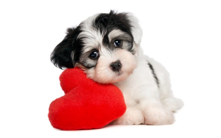 love, Puppy, Animals, Heart, Baby, Cute, Dogs, Mood, HD Wallpaper Desktop Background