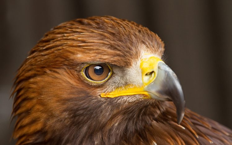 close up, Birds, Eagles HD Wallpaper Desktop Background