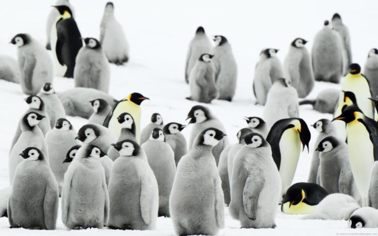 snow, Birds, Penguins, Baby, Birds HD Wallpaper Desktop Background