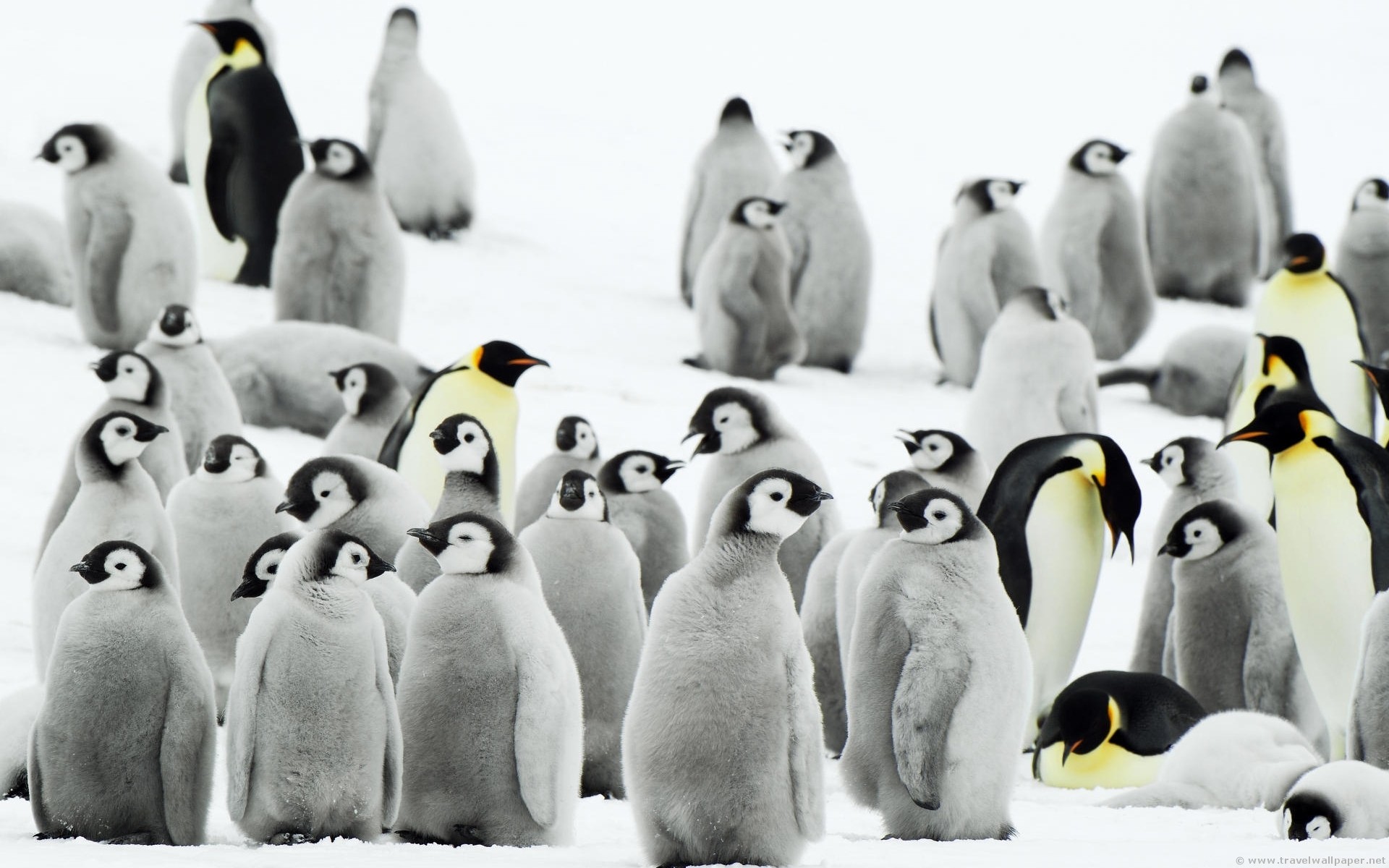 snow, Birds, Penguins, Baby, Birds Wallpaper