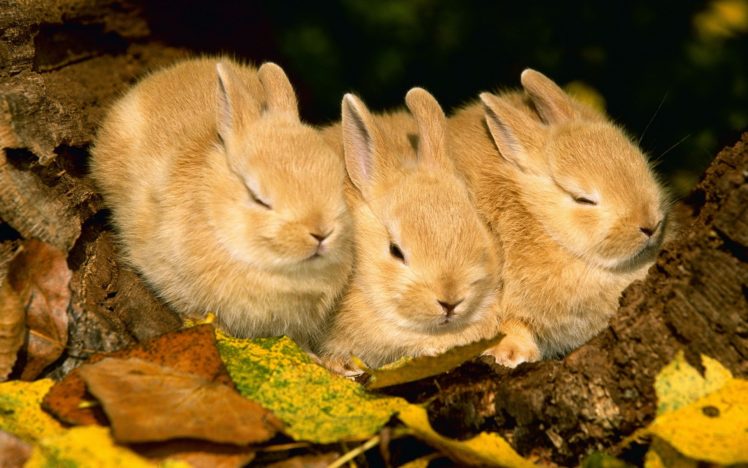 bunnies HD Wallpaper Desktop Background