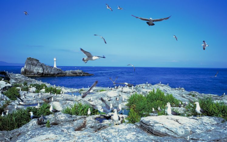 japan, Birds, Sea HD Wallpaper Desktop Background