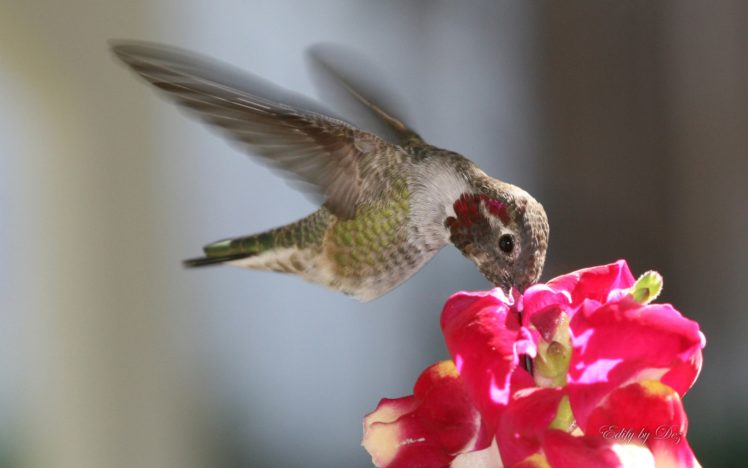 animals, Hummingbirds, Birds HD Wallpaper Desktop Background
