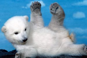 white, Cubs, Skyscapes, Polar, Bears, Furry, Baby, Animals