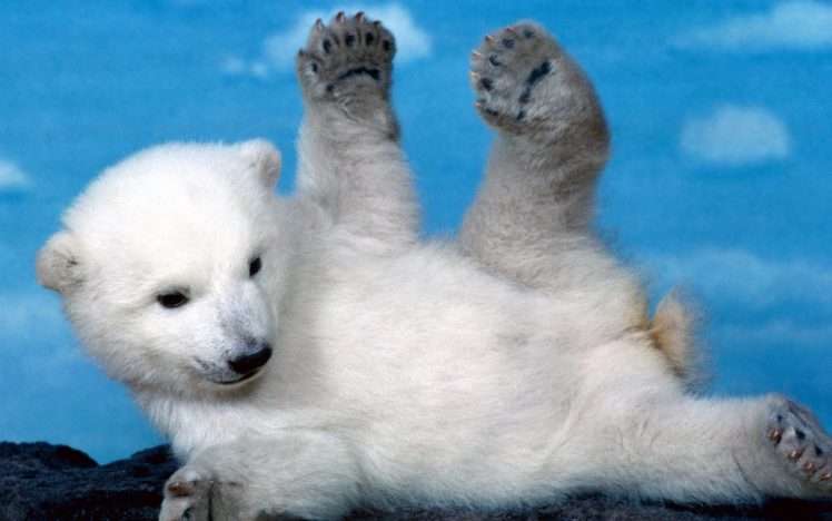 white, Cubs, Skyscapes, Polar, Bears, Furry, Baby, Animals HD Wallpaper Desktop Background