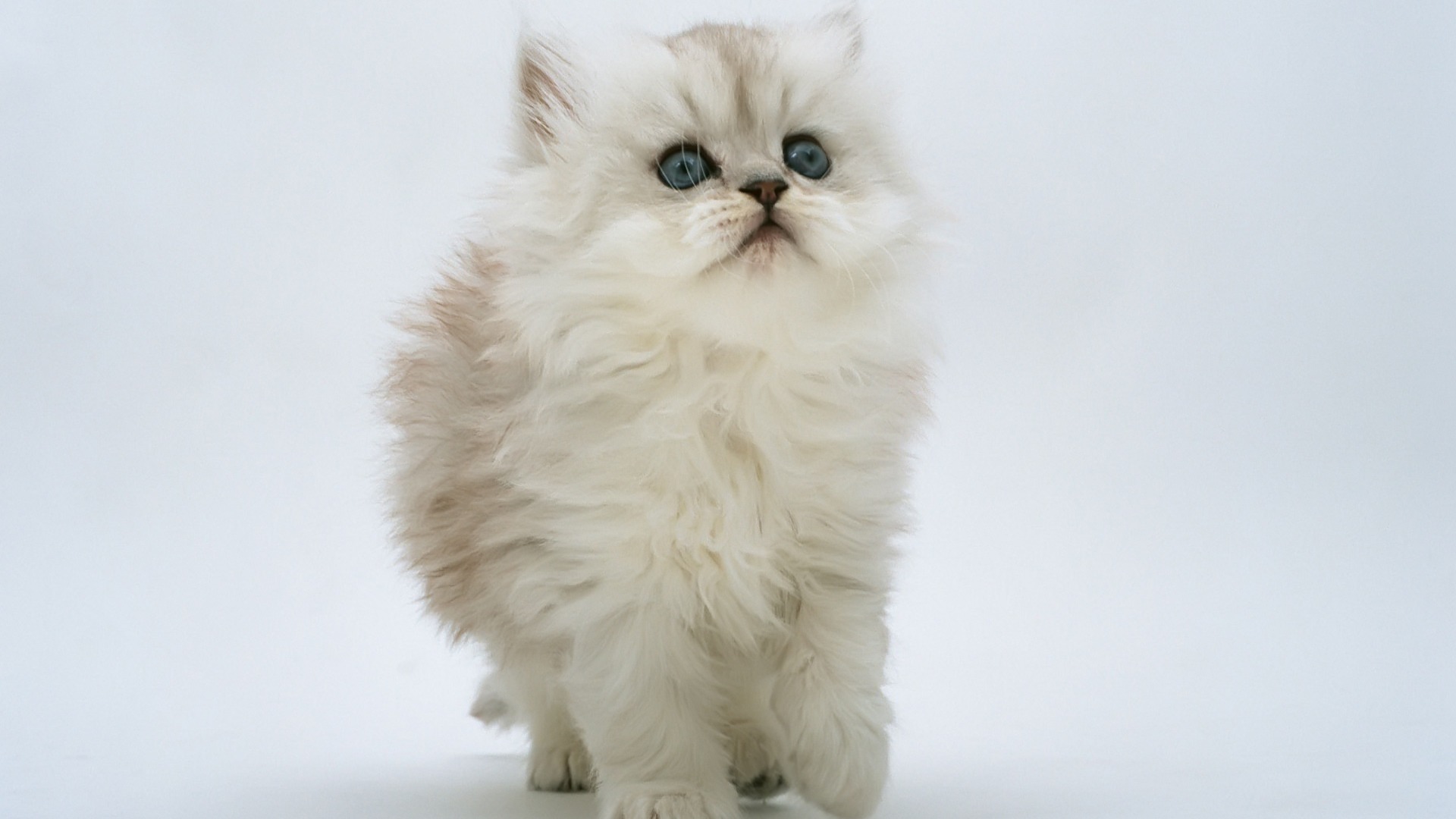 kitten Wallpaper