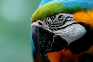 birds, Animals, Parrots