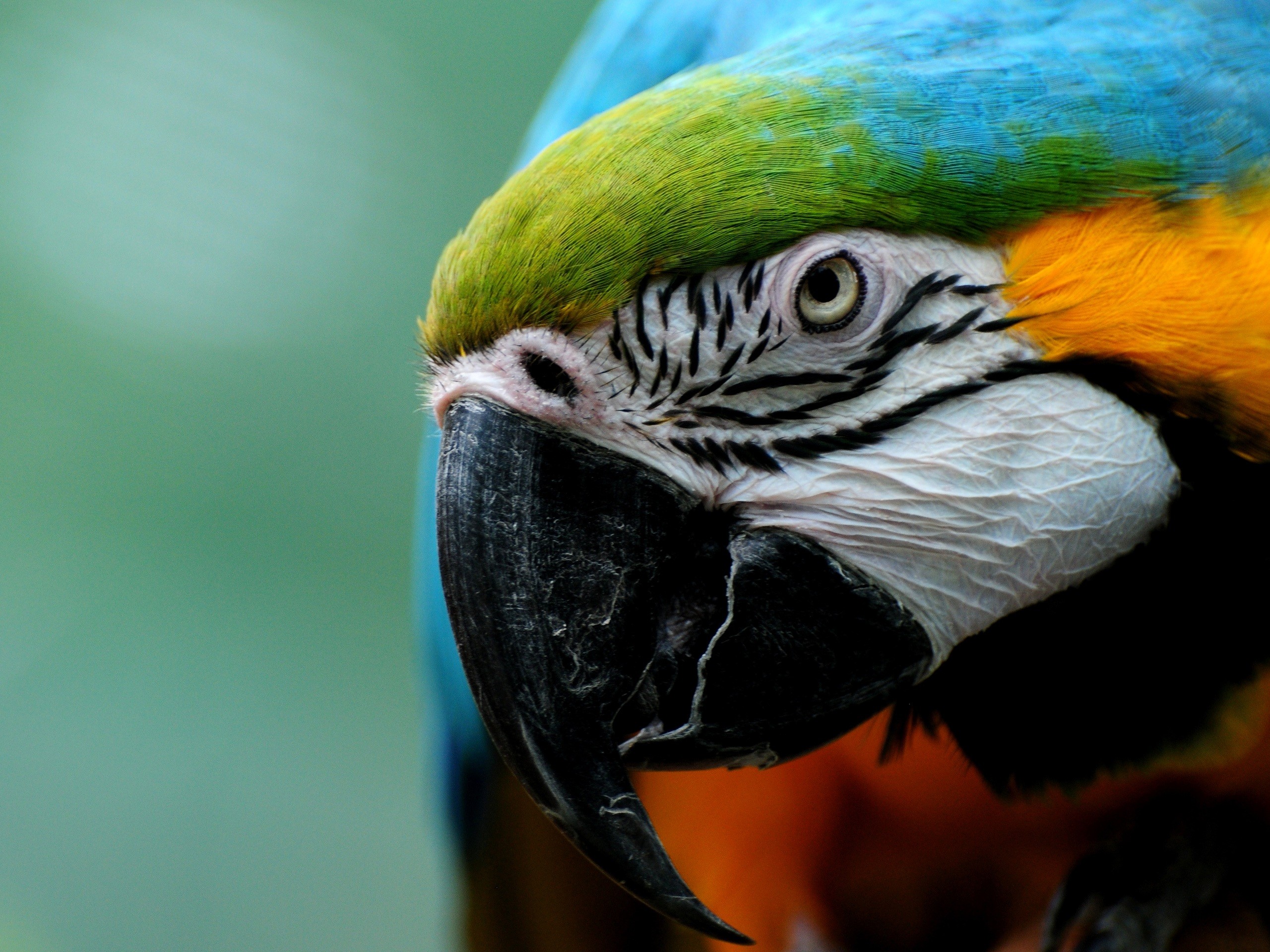 birds, Animals, Parrots Wallpaper
