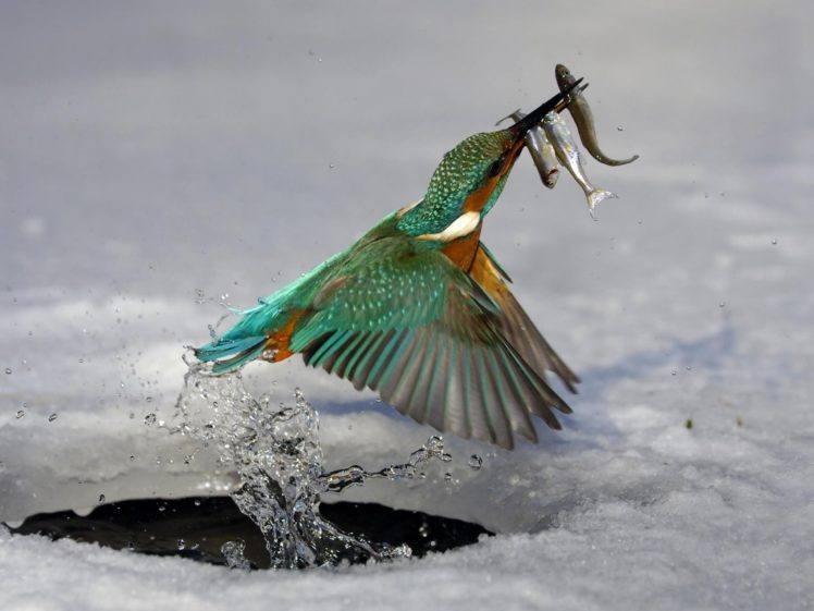 water, Ice, Nature, Birds, Animals, Fish, Kingfisher HD Wallpaper Desktop Background