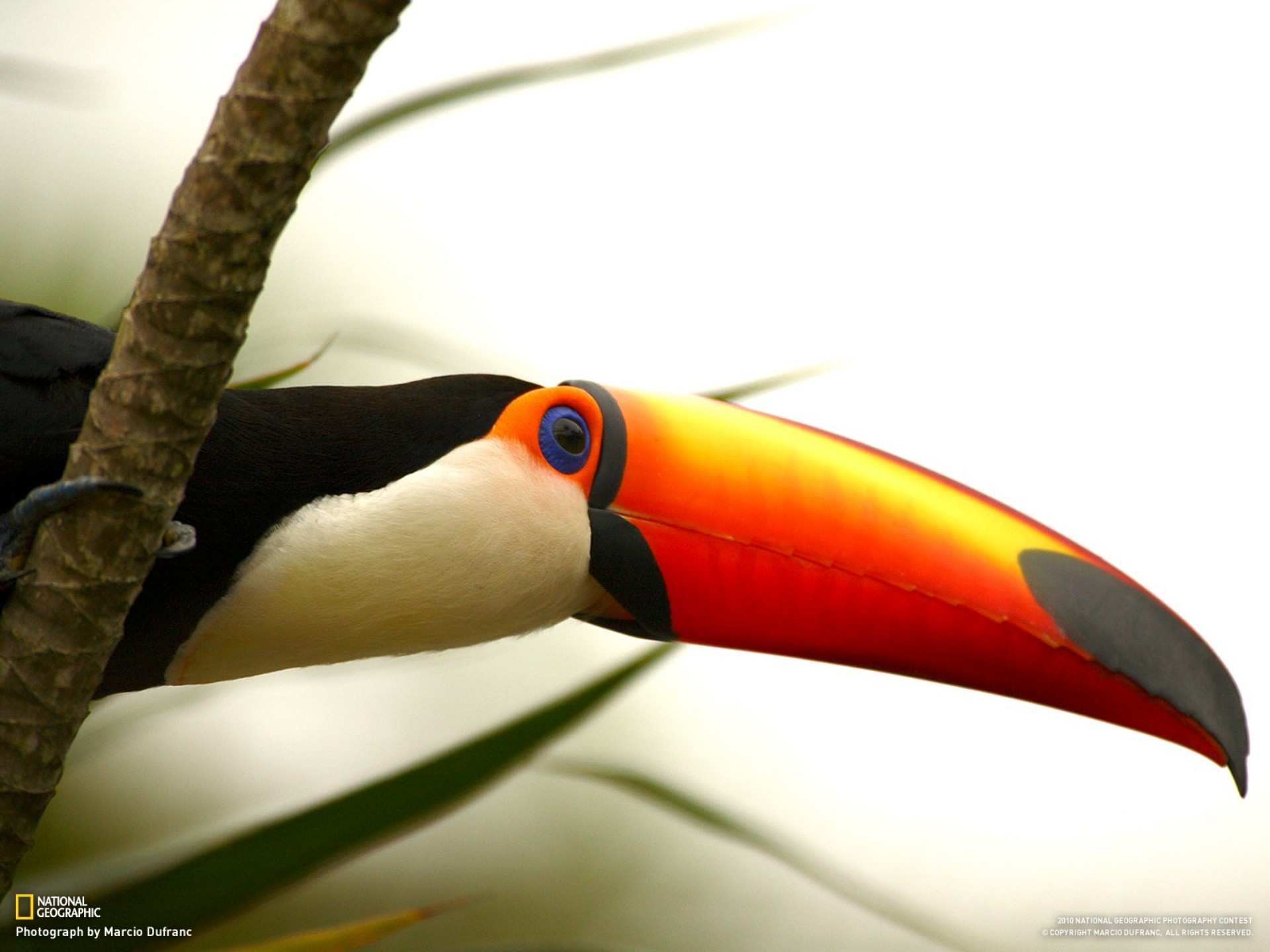 animals, National, Geographic, Branches, Brazilian, Toucans, Birds Wallpaper