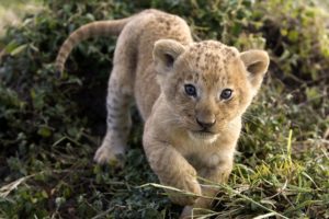 animals, Cubs, Lions