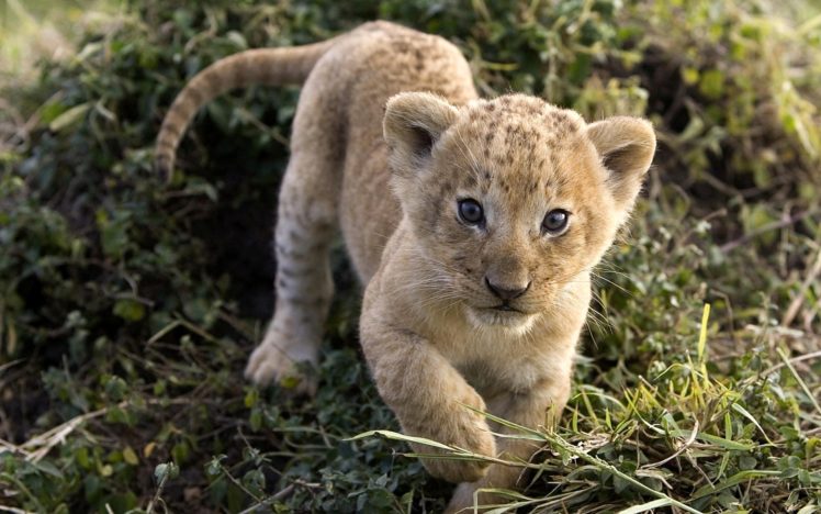 animals, Cubs, Lions HD Wallpaper Desktop Background